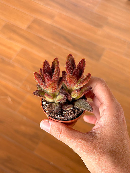 Kalanchoe tomentosa ‘Chocolate Soldier’