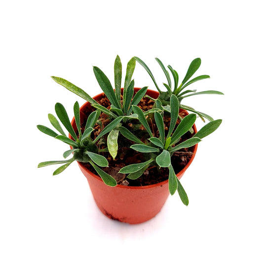 Euphorbia japonica (Cocklebur)